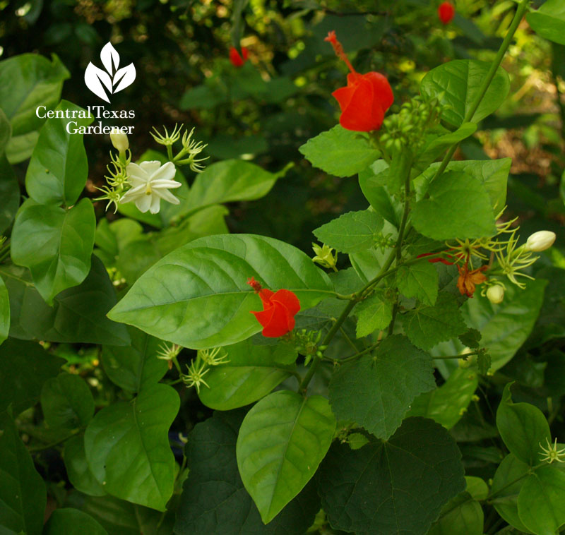 sambac jasmine container and Turk's cap Central Texas Gardener