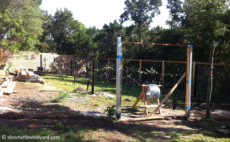 Slow Turtle vineyard construction Central Texas Gardener