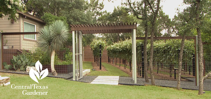 Slow Turtle vineyard landscape deer proof fence Central Texas Gardener