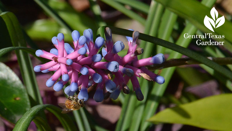 bee on matchstick bromeliad Central Texas Gardener