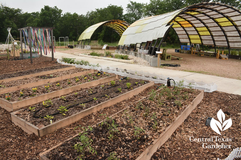cedar vegetable beds rain garden Central Texas Gardener