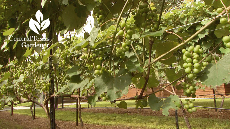 champanel grape training Central Texas Gardener