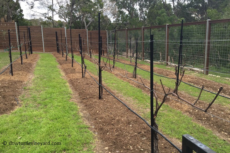 champanel vine pruning Central Texas Gardener