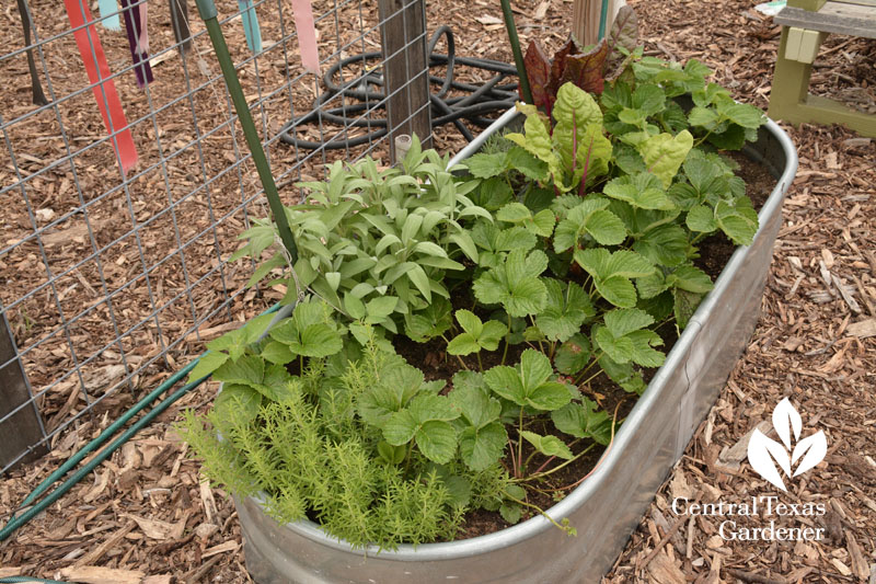 container wicking bed Central Texas Gardener