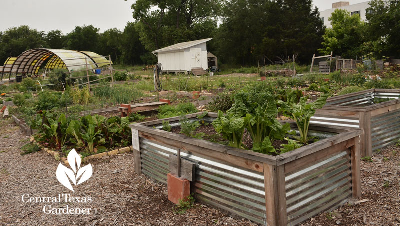 corrugated metal vegetable beds Central Texas Gardener