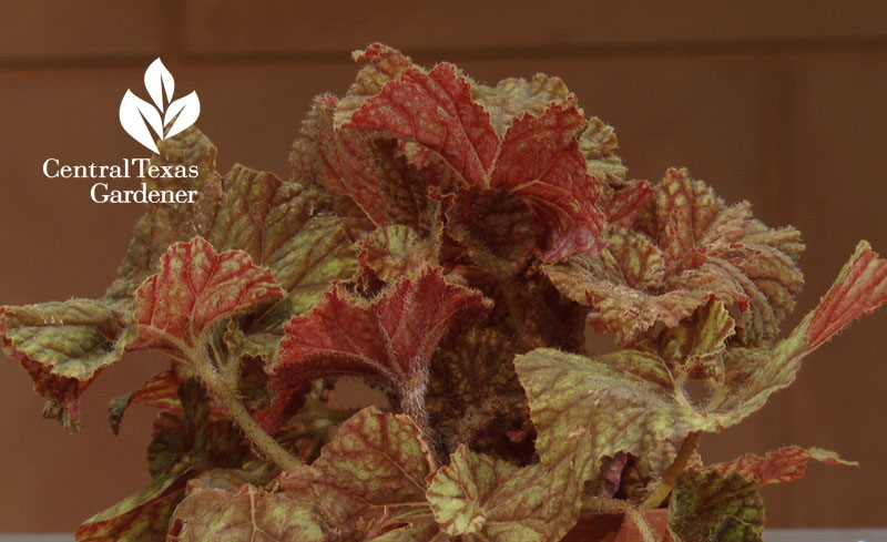 cowardly lion begonia Central Texas Gardener