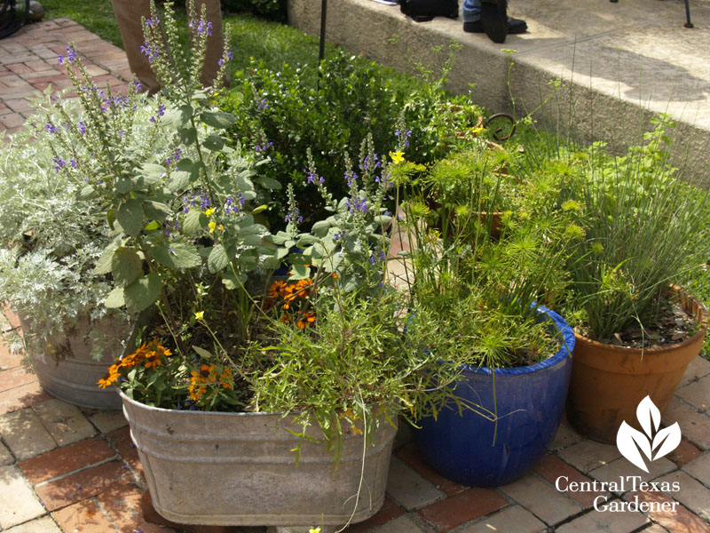 cute containers patio garden Central Texas Gardener