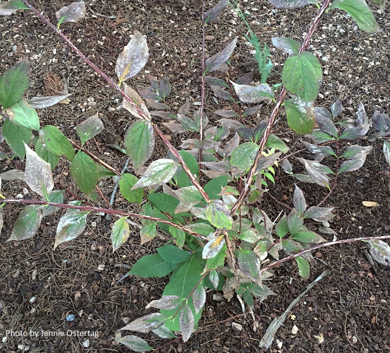 fungal disease on mock orange Central Texas Gardener