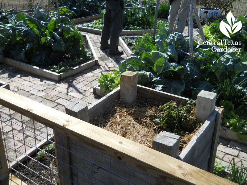 growing potatoes in bin Central Texas Gardener