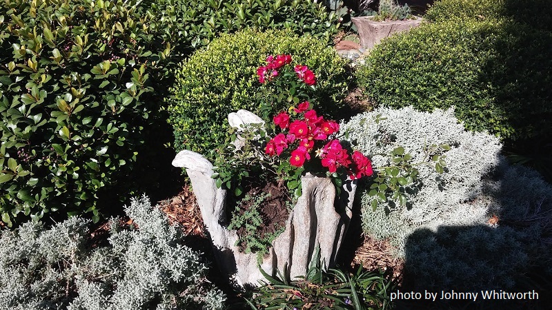 hypertufa container Central Texas Gardener