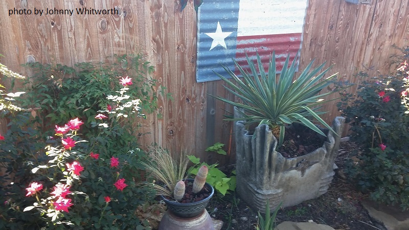 hypertufa container in garden Central Texas Gardener