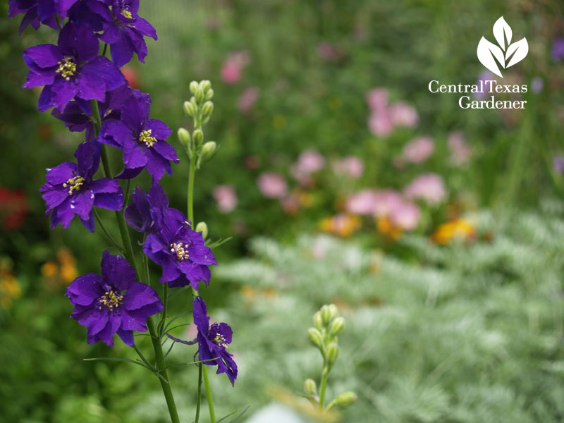 larkspur Central Texas Gardener