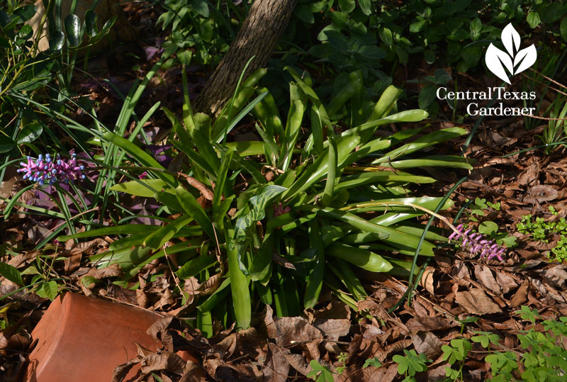 matchstick bromeliad Central Texas Gardener