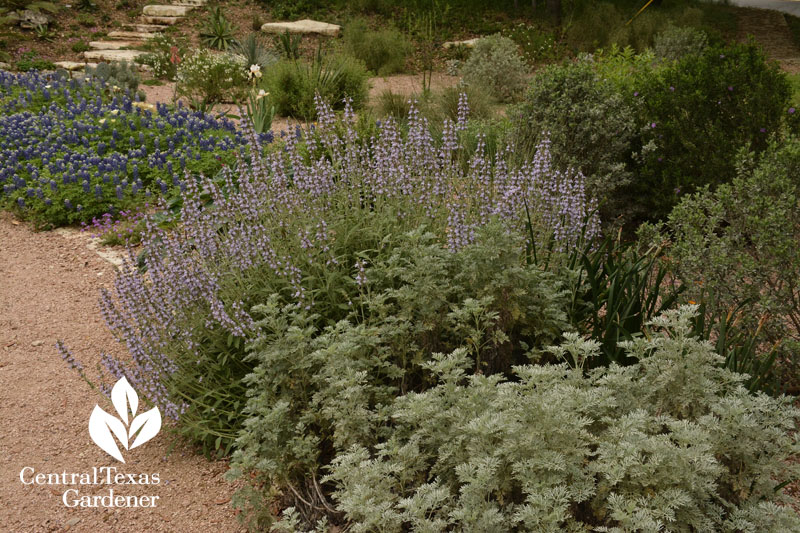 ne'we yaar sage artemisia bluebonnets Central Texas Gardener