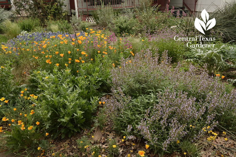 newe ya'ar sage hill country penstemon poppies Central Texas Gardener