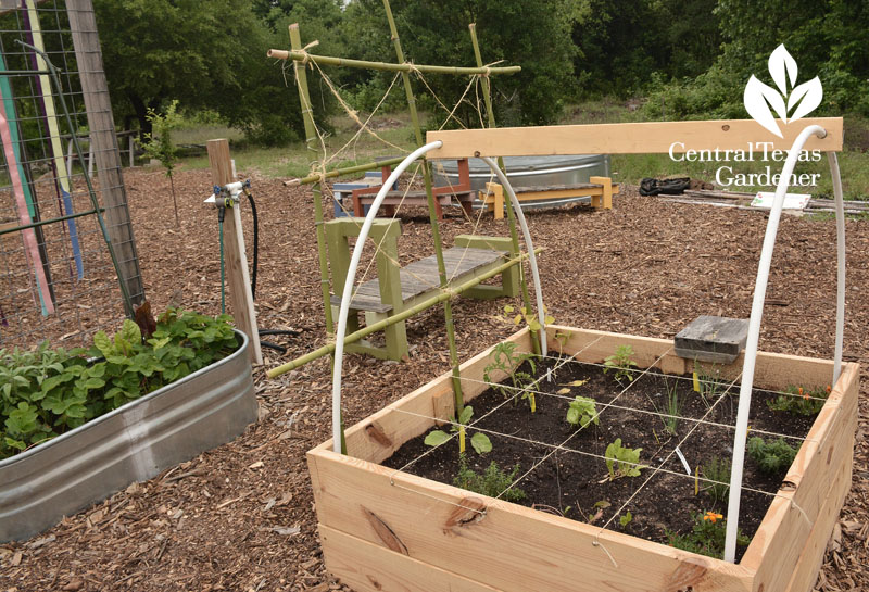 square foot garden Sustainable Food Center Central Texas Gardener