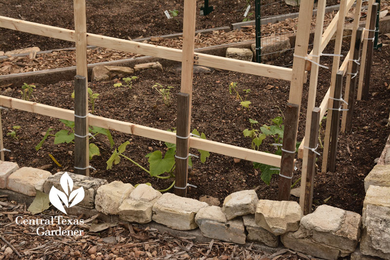 staking trellis Sustainable Food Center Central Texas Gardener