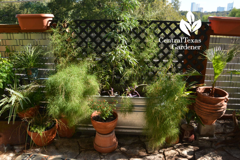 stock tank and patio containers Central Texas Gardener