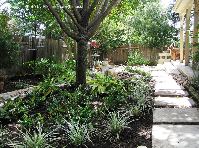 Irish setter in shady no lawn garden Central Texas Gardener