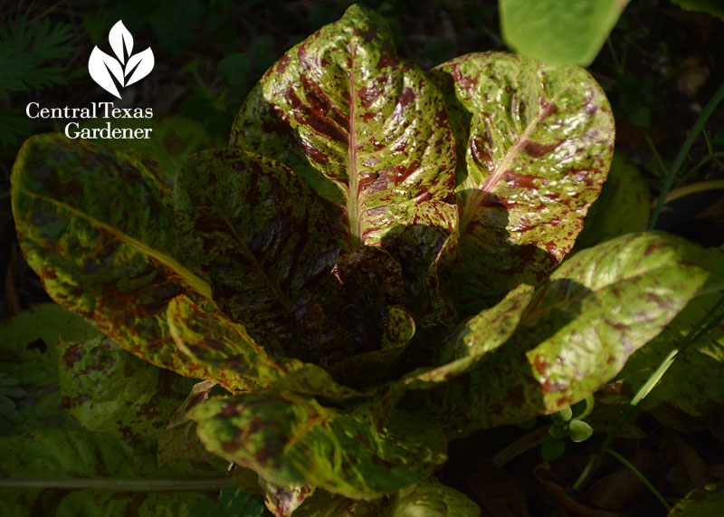 Flashy Trout Back lettuce Central Texas Gardener