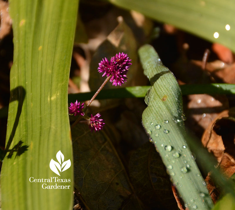 'Grapes' gomphrena flower Central Texas Gardener