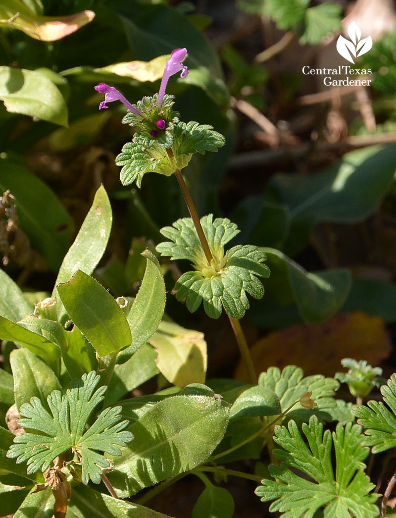 Henbit flower Central Texas Gardener