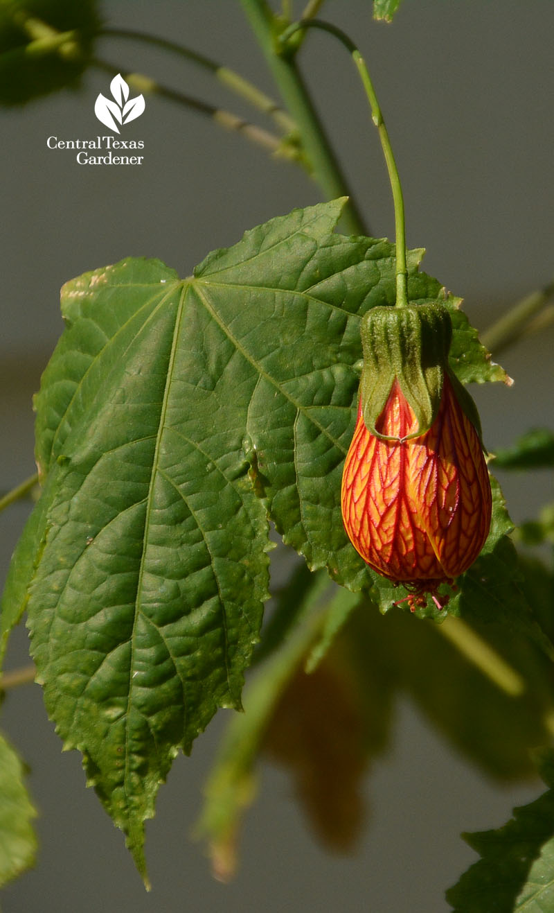 Patrick's abutilon Central Texas Gardener