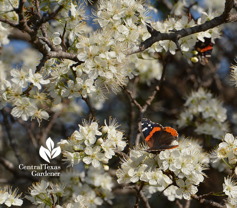 Red Admiral butterflies Mexican plum Central Texas Gardener