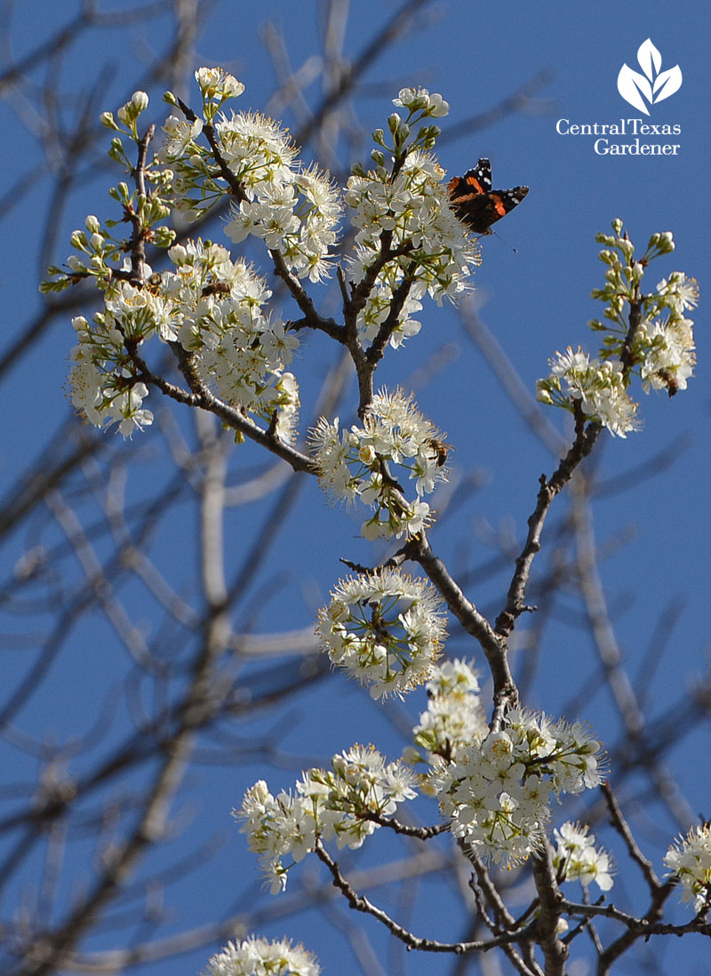 Red Admiral butterfly Mexican plum Central Texas Gardener