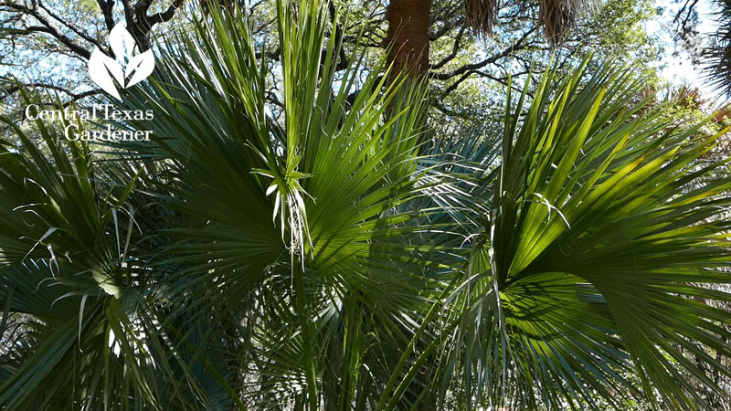 Sabal mexicana, Texas palmetto Central Texas Gardener