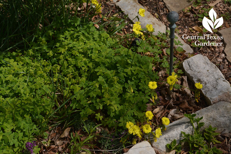 Scotty's surprise oxalis Central Texas Gardener