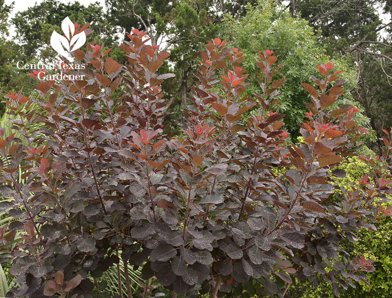 Smoke tree Central Texas Gardener