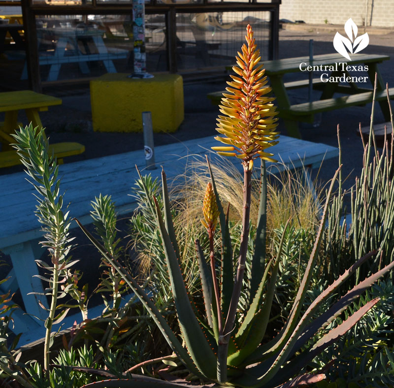 aloe el chilito Central Texas Gardener