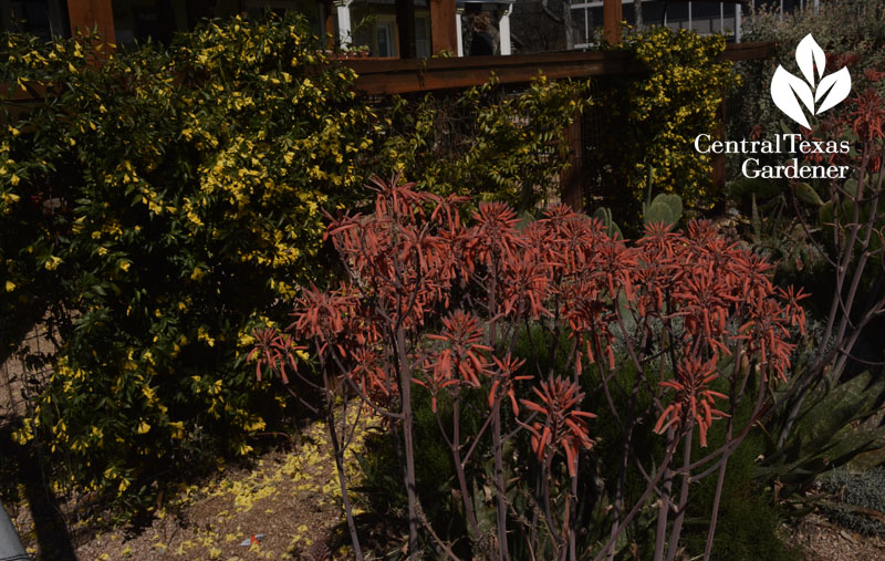 aloe maculata and carolina jessamine Central Texas Gardener