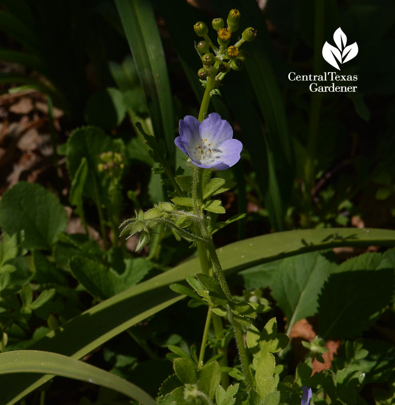 baby blue eyes native annual Central Texas Gardener