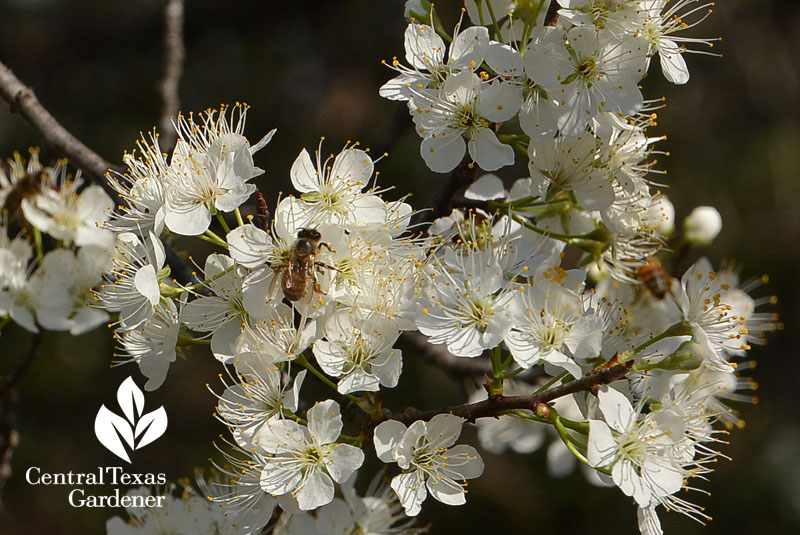 bee on Mexican plum Central Texas Gardener