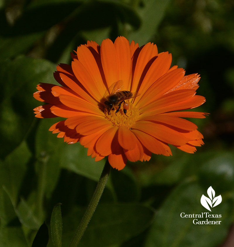 bee on calendula Central Texas Gardener