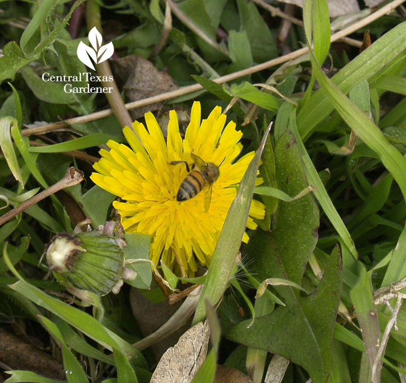 bee on dandelion flower Central Texas Gardener