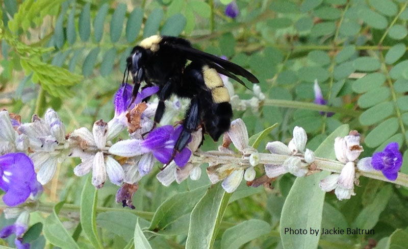 bee on mealy blue sage Central Texas Gardener