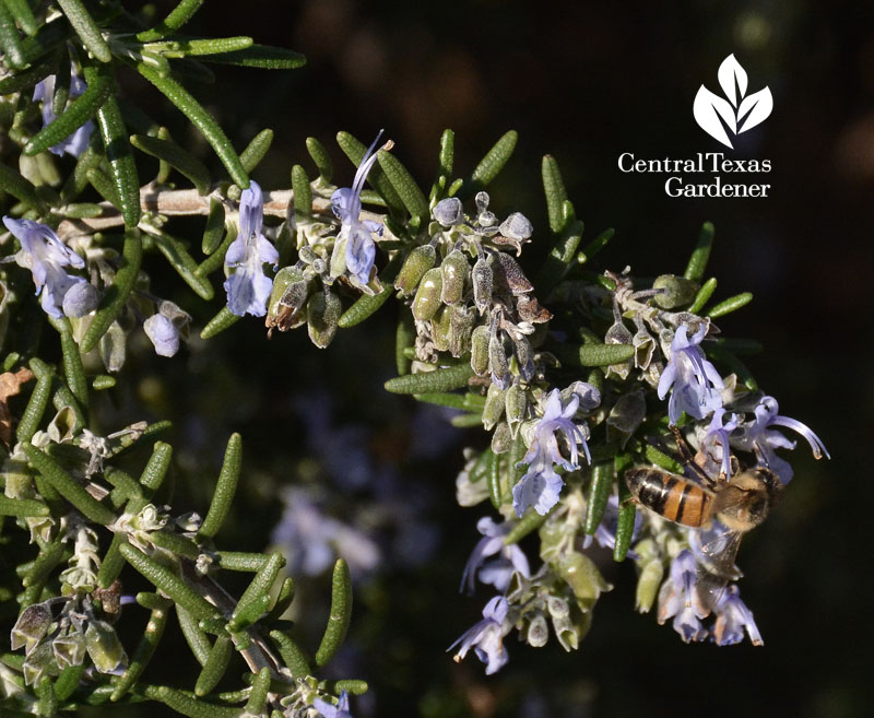 bee on rosemary Central Texas Gardener