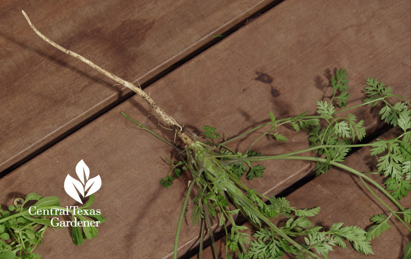 beggar's lice taproot Central Texas Gardener