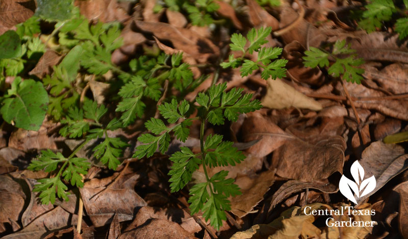 beggar's lice weed Central Texas Gardener