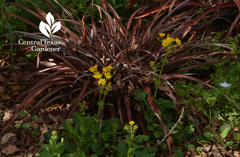 billbergia and golden groundsel Central Texas Gardener