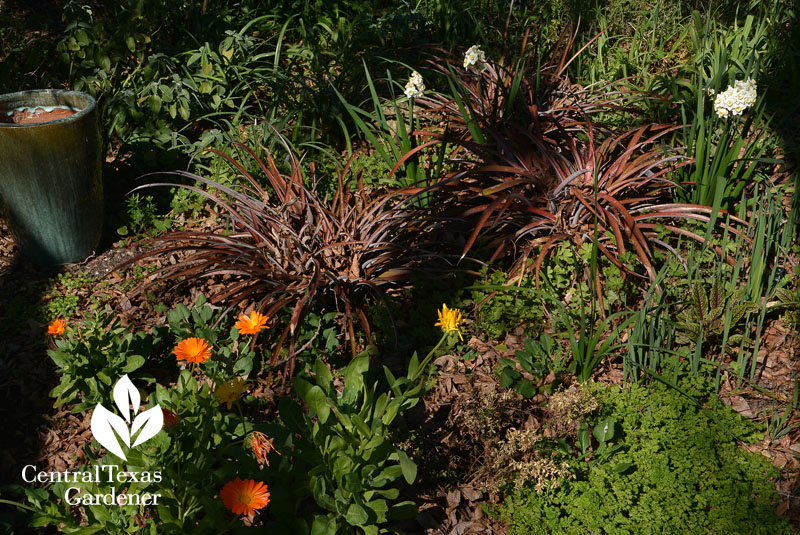 billbergia bromeliad calendula narcissus Central Texas Gardener