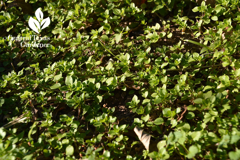 chickweed Central Texas Gardener