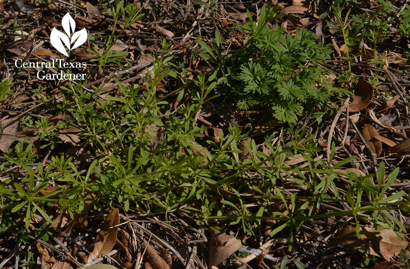 cleavers Central Texas Gardener