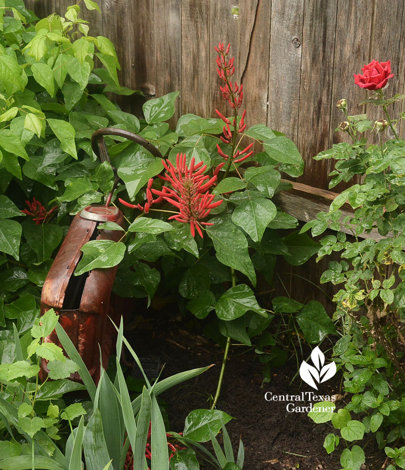 coralbean Central Texas Gardener