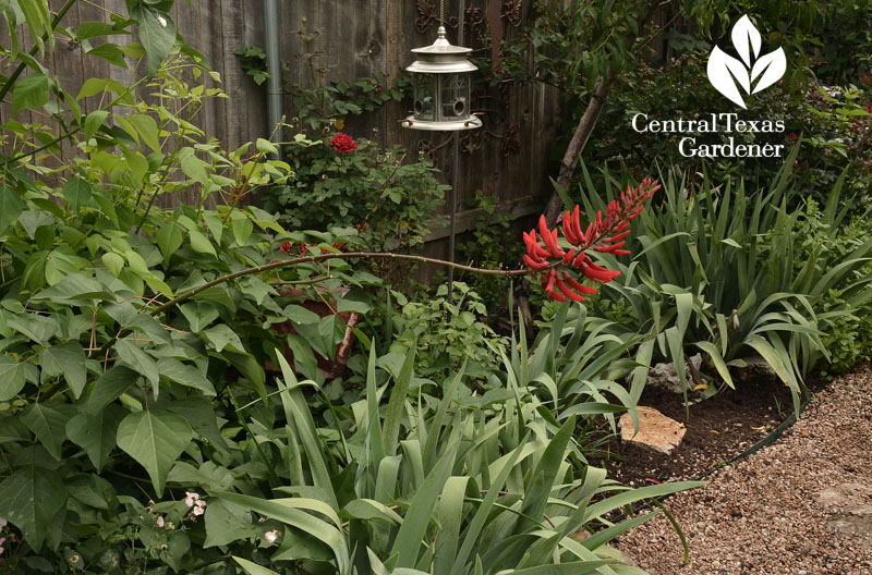 coralbean in perennial garden Central Texas Gardener