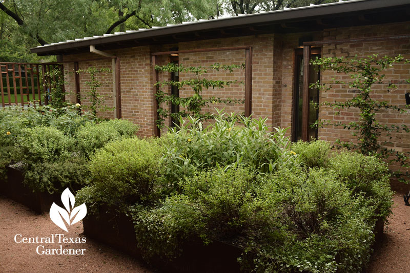 courtyard garden Amy Voorhes Central Texas Gardener