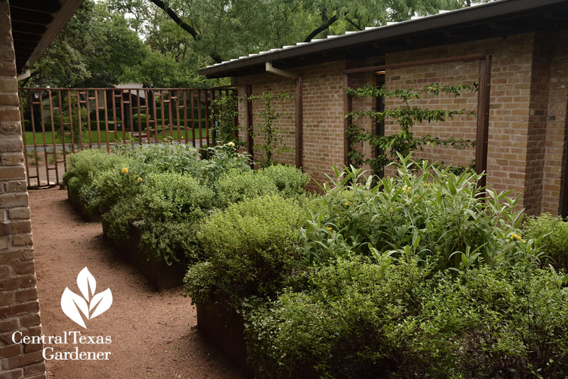 courtyard raised beds Central Texas Gardener